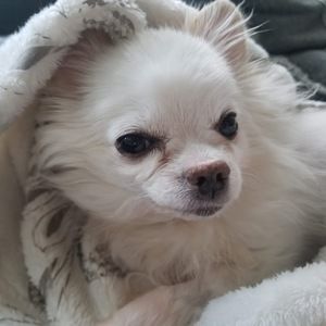 Meet your Posher, Dawn